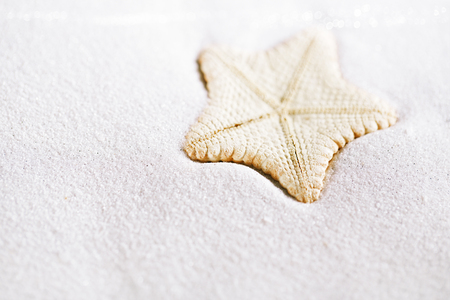 deepwater rare starfish in white beach sand, shallow dofの写真素材