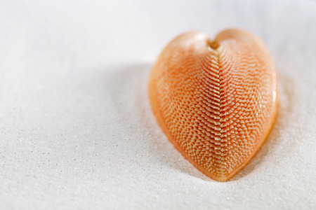 red heart sea shell in beach white sand, shallow dofの写真素材