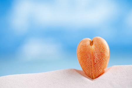 red heart sea shell with ocean , beach and seascape, shallow dofの写真素材