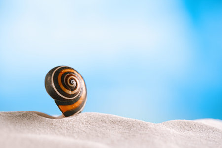 bright polymita shell on white beach sand under the sun light, shallow dof