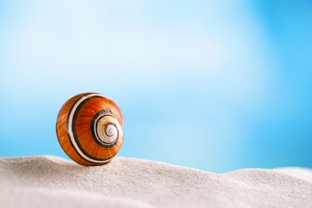 bright polymita shell on white beach sand under the sun light, shallow dofの写真素材