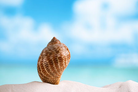 nice shell on white Florida beach sand under sun light, shallow dof