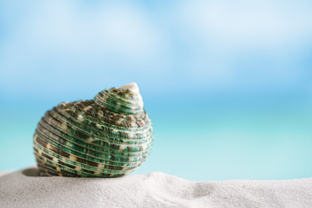 green shell on white beach sand under sun light, shallow dofの写真素材