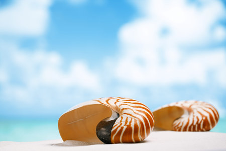 two nautilus shell on white  beach sand under sun light, shallow dof