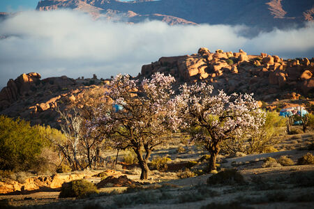 Blooming almond in Tafraout, Moroccoの写真素材