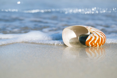 nautilus shell on white Florida beach sand under sun light, shallow dof