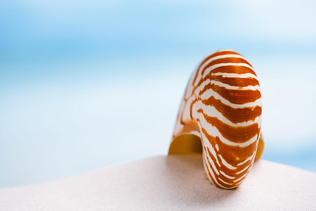 nautilus shell on white Florida beach sand under sun light, shallow dofの写真素材