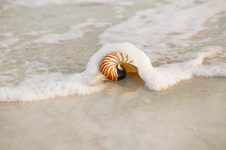 nautilus shell with sea wave,  Florida beach  under the sun light, live action