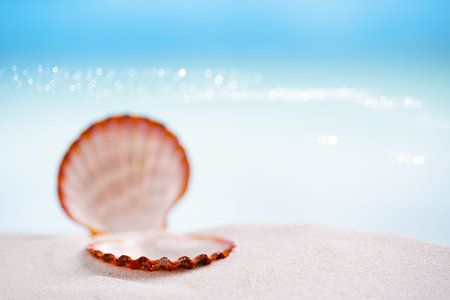 tropical shell on white Florida beach sand under sun light, shallow dof