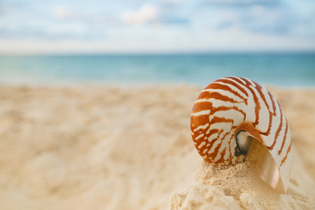 nautilus sea shell on golden sand beach in  soft sunset light, shallow dofの写真素材