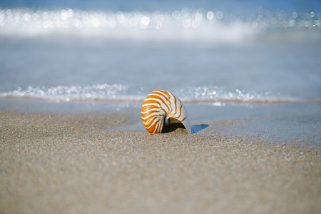nautilus shell on white Florida beach sand under sun light, shallow dofの写真素材