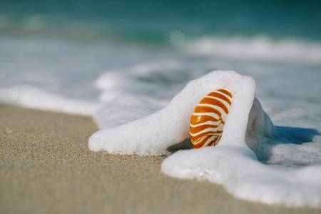 nautilus shell with sea wave,  Florida beach  under the sun light, live actionの写真素材