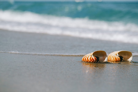 two nautilus shell with sea wave,  Florida beach  under the sun light, live action