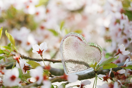 glass clear heart in Spring with blossom cherry flower sakuraの写真素材
