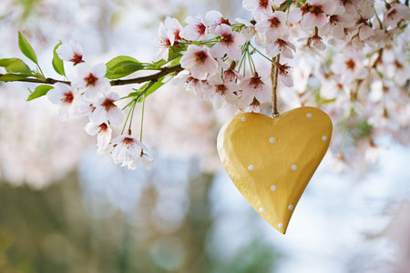 wooden heart in Spring with blossom cherry flower sakuraの写真素材