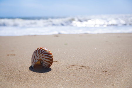 nautilus shell on sand beach and sea waves near Bournemouth, UK. shallow dof