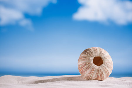 sea urchin - nice and colorful  on white sand beach, ocean,  sky and seascapeの写真素材