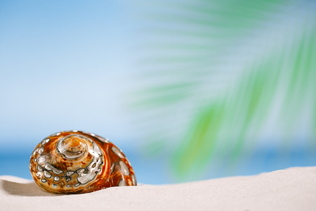 tropical shell on white Florida beach sand under sun light, shallow dofの写真素材