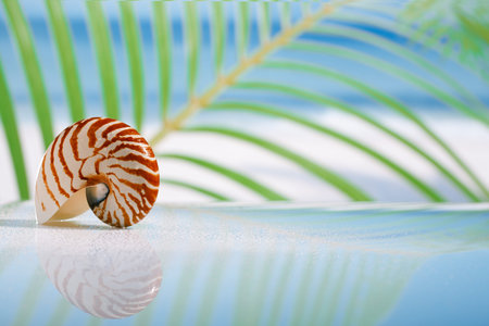 nautilus shell on wet white glass with reflection, shallow dof