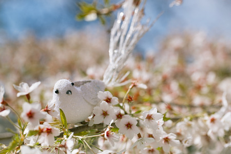 Little bird  in Spring with blossom cherry flower sakuraの写真素材