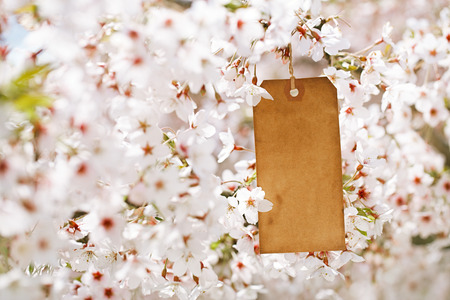 paper vintage tag in Spring with blossom cherry flower sakuraの写真素材