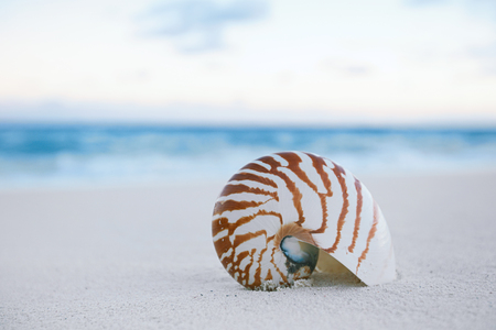 nautilus sea shell on golden sand beach with waves in  gentle sunrise light, shallow dofの写真素材