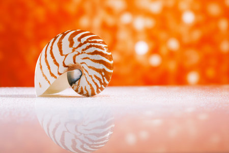 nautilus shell seashell with golden red glitter glass  and reflection