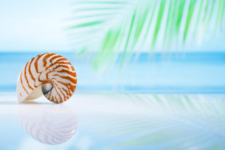 nautilus shell on wet white glass with reflection, shallow dof