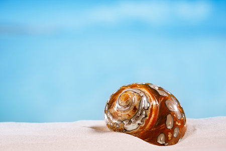 tropical shell on white Florida beach sand under sun light, shallow dof