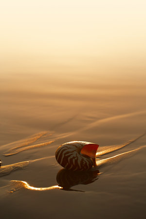 seashell nautilus on sea beach under sunset sun light, Agadir, Marocco