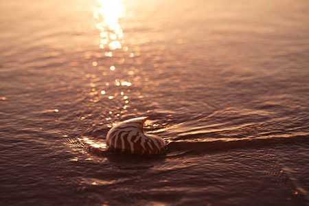 seashell nautilus on sea beach under sunset sun light, Agadir, Maroccoの写真素材
