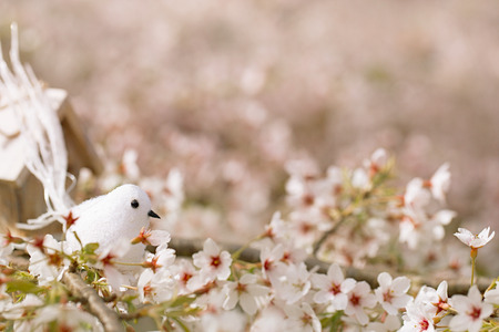 Little bird and Birdhouse in Spring with blossom cherry flower sakuraの写真素材