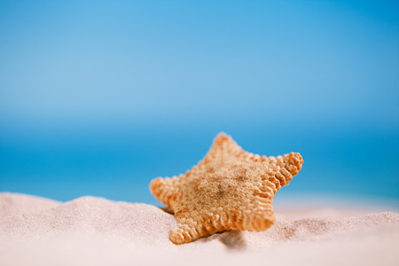 rare deepwater starfish with ocean, on white sand beach, sky and seascapeの写真素材