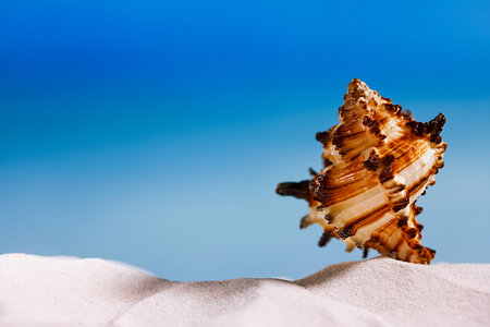 tropical seashell sea shell with ocean , beach and seascapeの写真素材