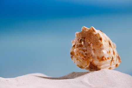 tropical seashell sea shell with ocean , beach and seascapeの写真素材