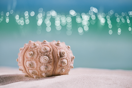 urchin shell starfish with ocean, on white sand beachの写真素材