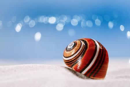 bright polymita shell on white beach sand under the sun light, shallow dofの写真素材