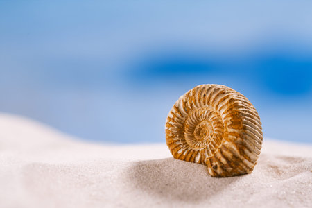 ammonite nautilus shell  on white beach  sand and blue seascape backgroundの写真素材