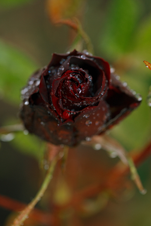 rose growing in a garden, shallow dofの写真素材