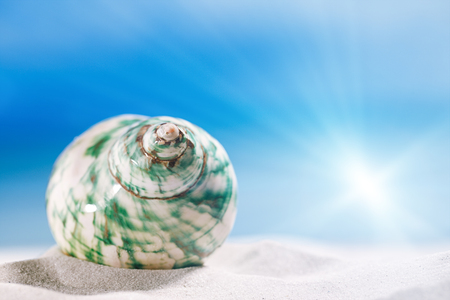 tropical seashell sea shell with ocean , beach and seascape, shallow dofの写真素材