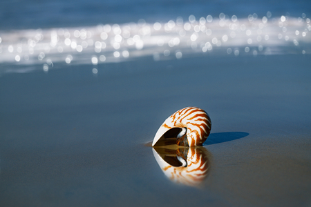 nautilus pompilius seashell on sea beach, Agadir, Maroccoの写真素材