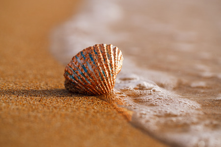 golden tropical shell on sea beach with waves under sunrise sun light, Canary island, Spainの写真素材