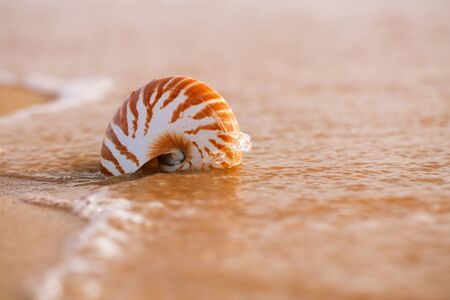seashell nautilus on sea beach under sunset sun light, Canary island, Spainの写真素材
