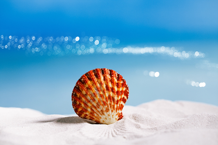 tropical seashell sea shell with ocean , beach and seascape, shallow dofの写真素材