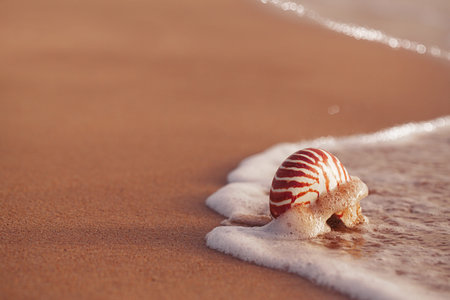 seashell nautilus on sea beach under sunset sun light, Canary island, Spainの写真素材