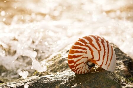 seashell nautilus on sea beach under sunset sun light, Canary island, Spainの写真素材