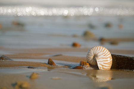 nautilus sea shell with seafoam on Atlantic ocean Legzira beach, moroccoの写真素材
