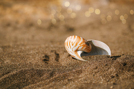 nautilus pompilius sea shell seashell on black sand beach, Isle of Wightの写真素材