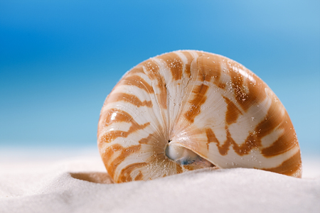 nautilus shell  on white beach  sand and blue seascape backgroundの写真素材