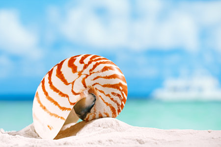 nautilus shell  on white beach  sand and blue seascape backgroundの写真素材
